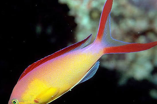 Anthias, Flame
