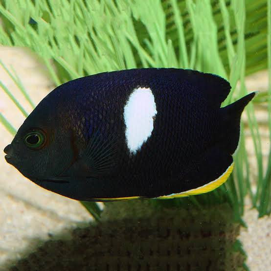 Angelfish, Keyhole