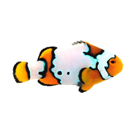 Clownfish, Snow Onyx