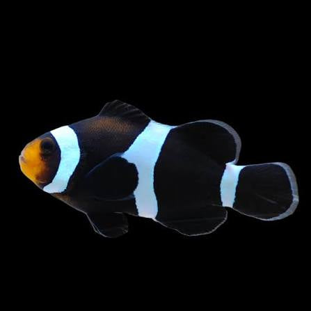 Clownfish, Black Darwin