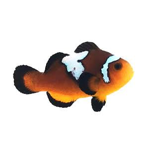 Clownfish, Lightning Mochaccino
