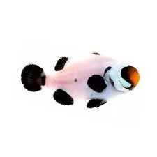 Clownfish, Black Wyoming White