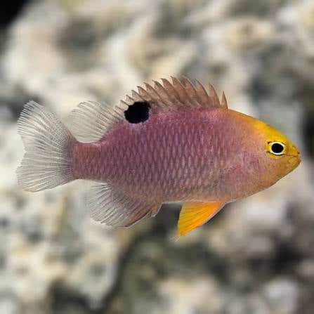 Damselfish, Talbot