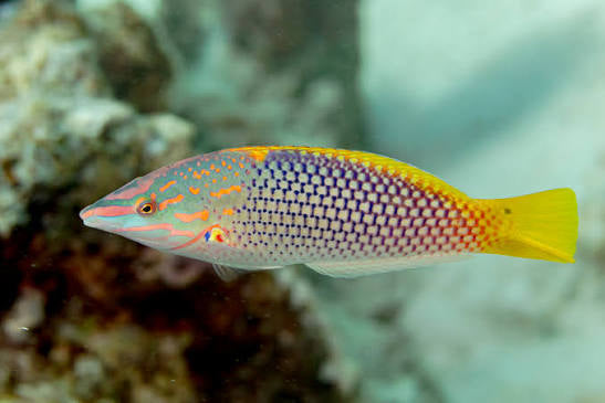 Wrasse, Checkered