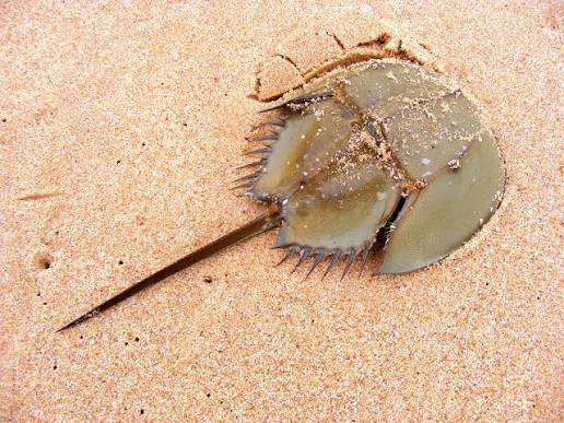Crab, Horseshoe