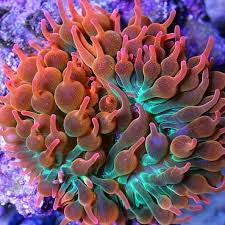 Anemone, Pink Bubble