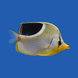 Butterflyfish, Saddleback