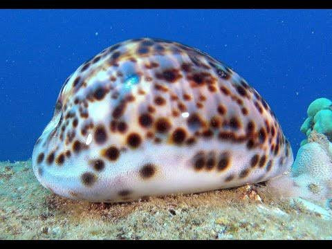 Cowrie, Tiger