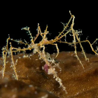 Crab, Frilly Arrow