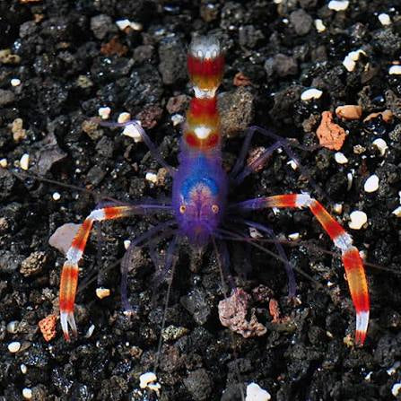 Shrimp, Blue Coral Banded