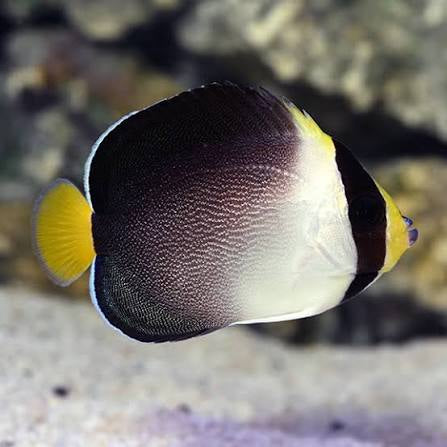 Angelfish, Singapore