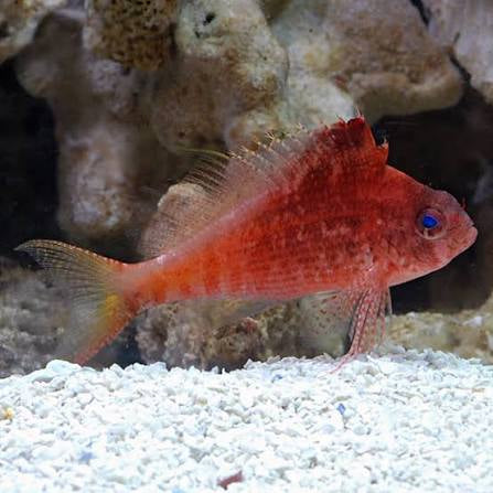 Hawkfish, Red