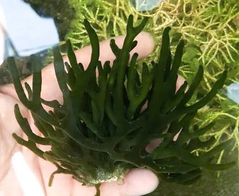 Macroalgae, Codium