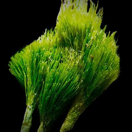 Macroalgae, Shaving Brush