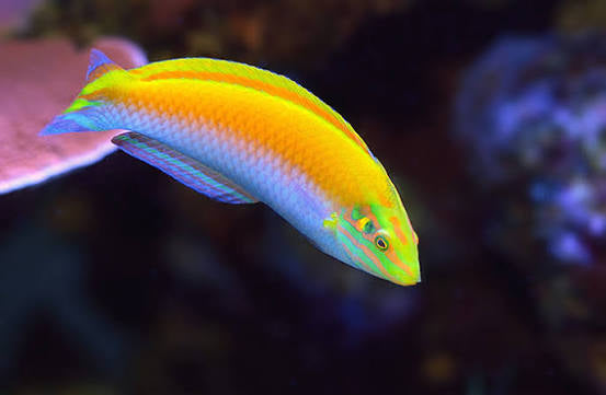 Wrasse, Yellow and Purple Coris