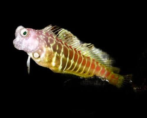 Blenny, Golden Tiger