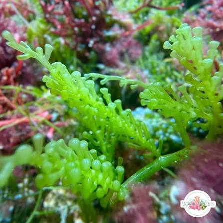 Marcoalgae, Grape Caulerpa