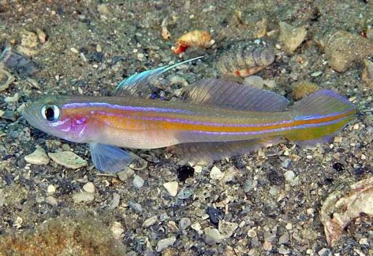 Goby, Seminole