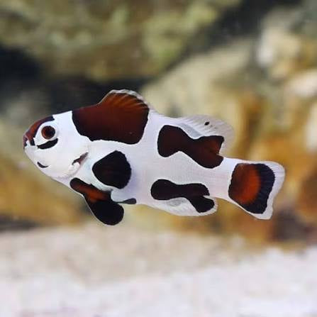 Clownfish, Mochachino
