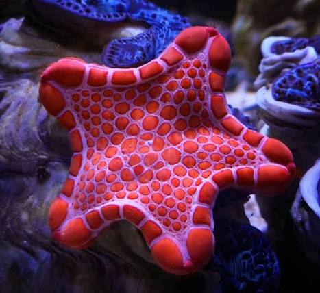 Starfish, Biscuit