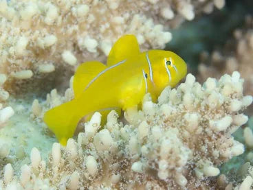 Goby, Citron Clown
