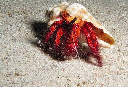Crab, Red Hairy Hermit