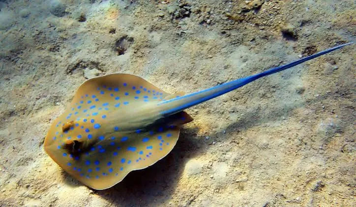 Stingray, Blue Dot