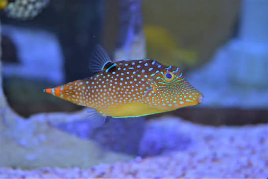 Puffer, Blue Spot