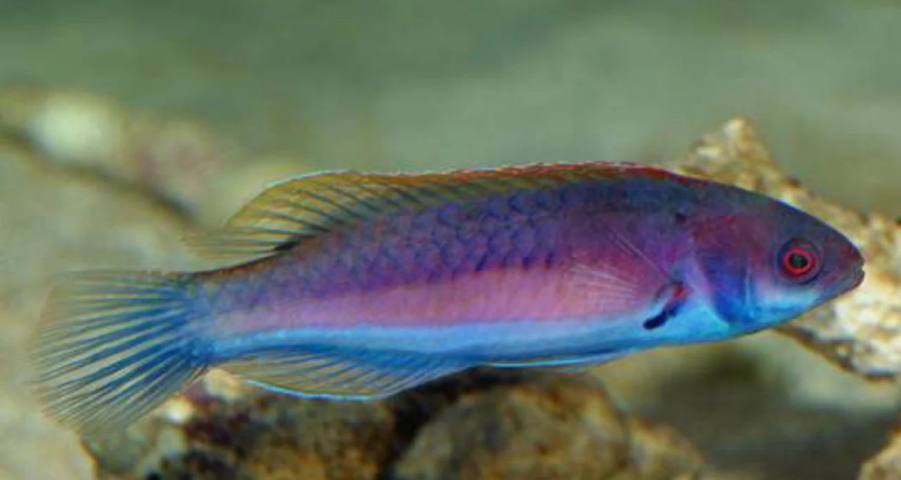Wrasse, Blue Side Fairy