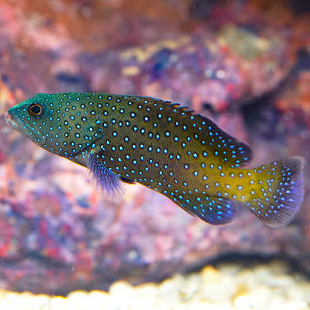Grouper, Blue Dot