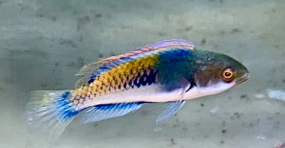 Wrasse, Purple Scale Fairy
