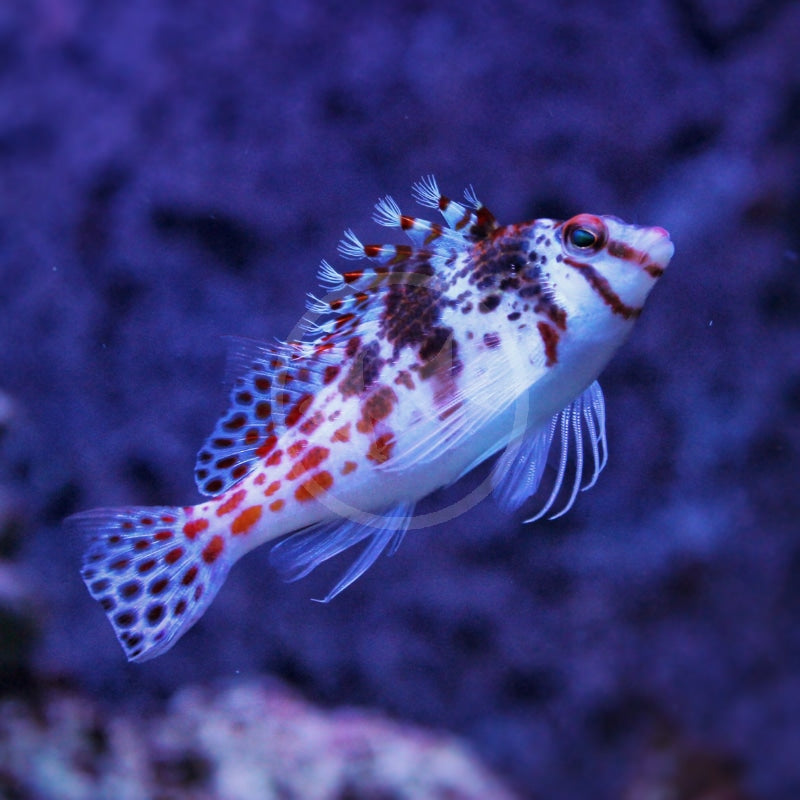 Hawkfish, Pixy