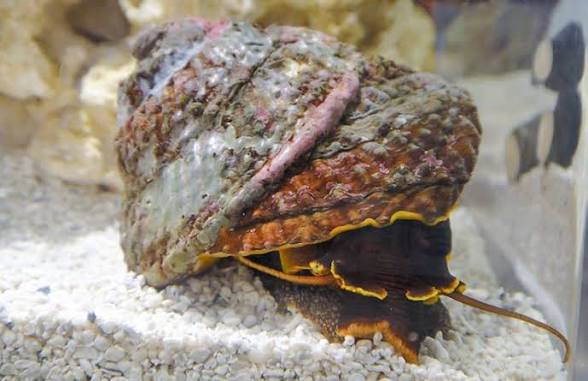 Snail, Turban (XXL)