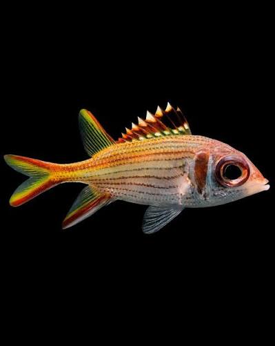 Squirrelfish, Blood Spot