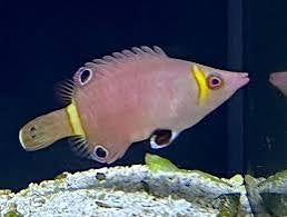 Wrasse, Yellow Banded Possum