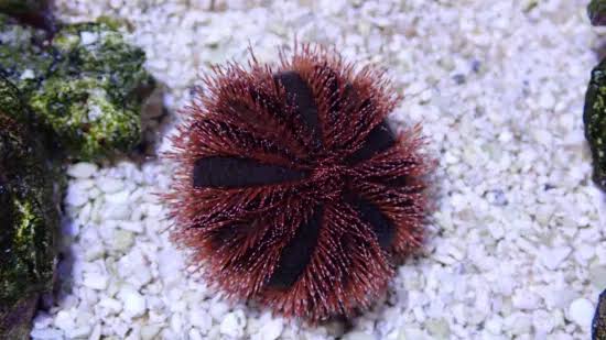 Urchin, Red Tuxedo