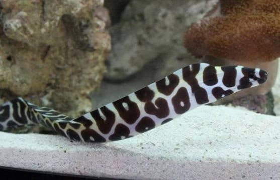 Eel, Tesselata