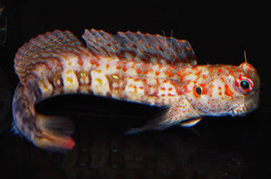 Blenny, Orange Spotted