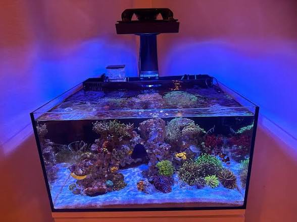 Reef Casa Laguna (24gal)