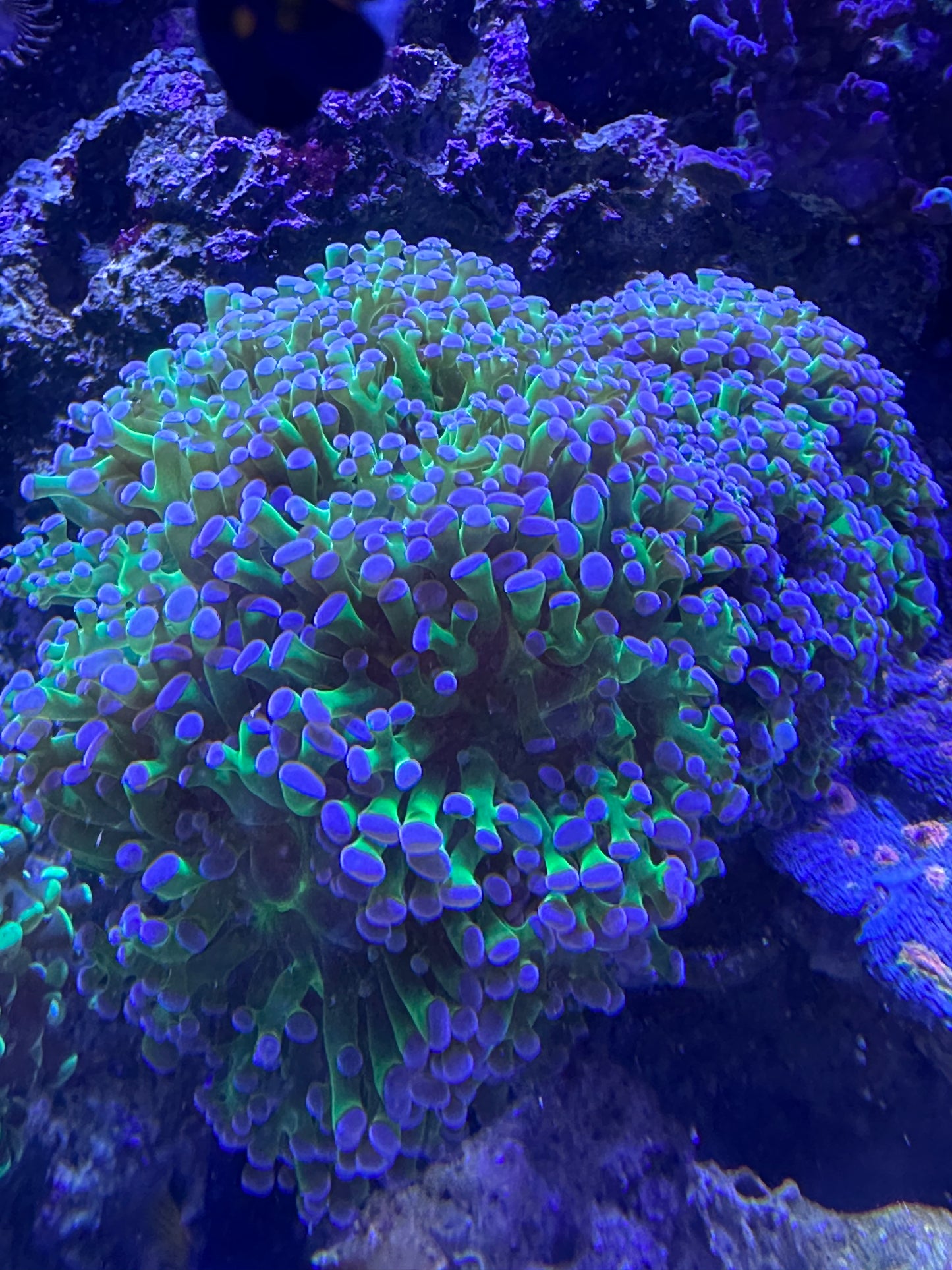Frogspawn