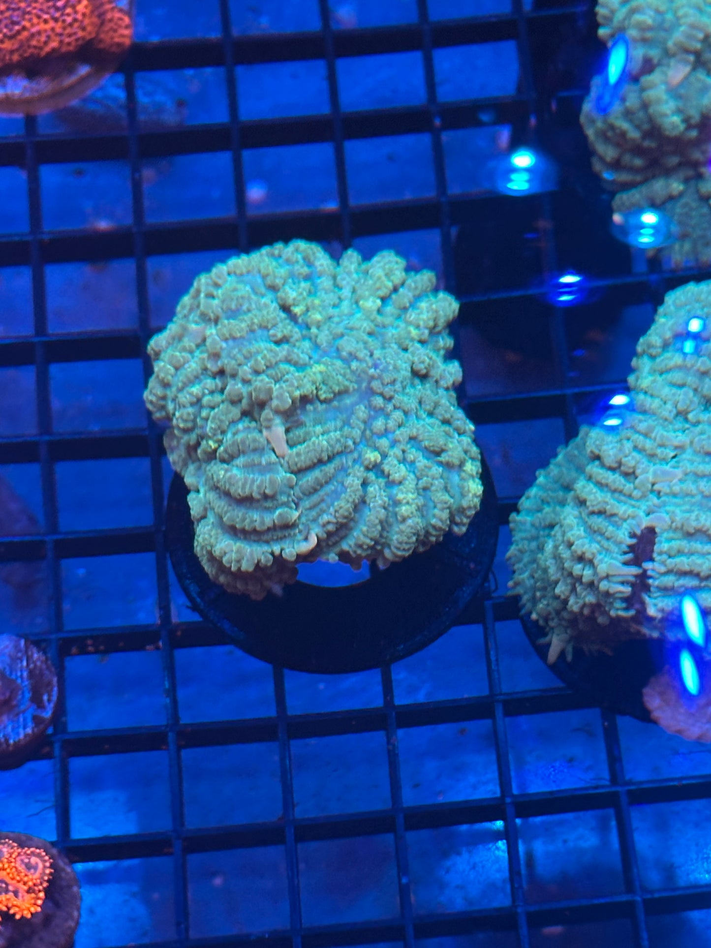 Rhodactis