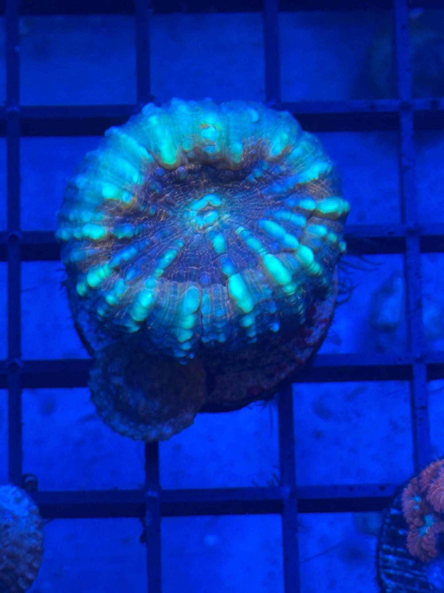Lobo Coral
