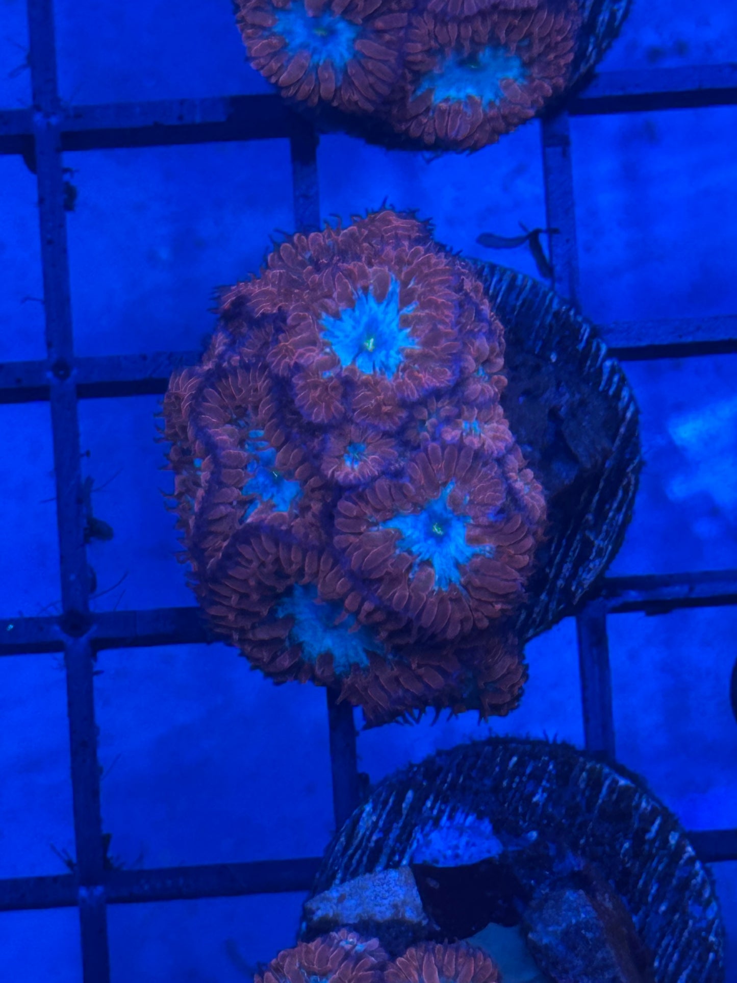 Red Blastomussa Coral