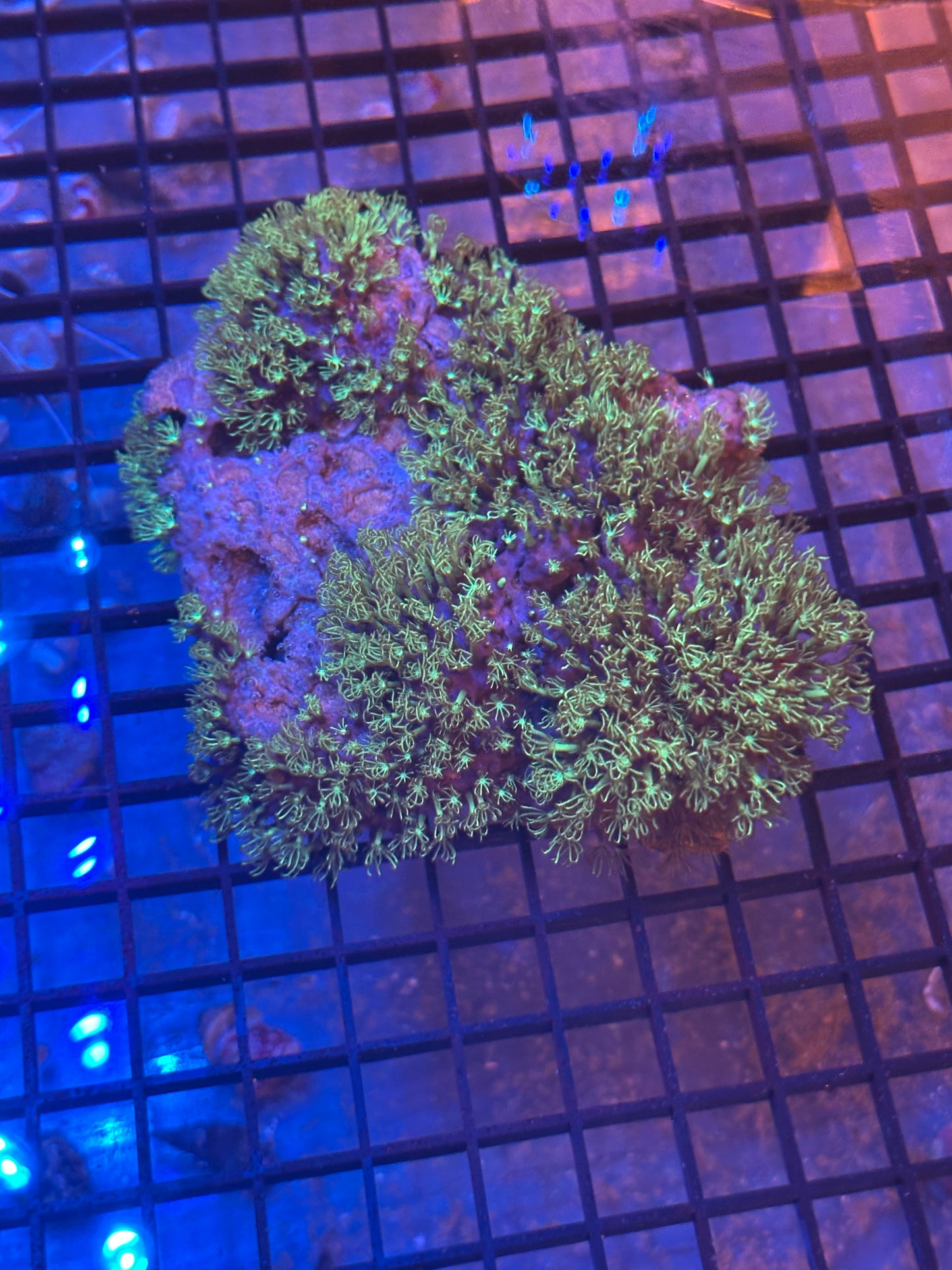 Green Star Polyp