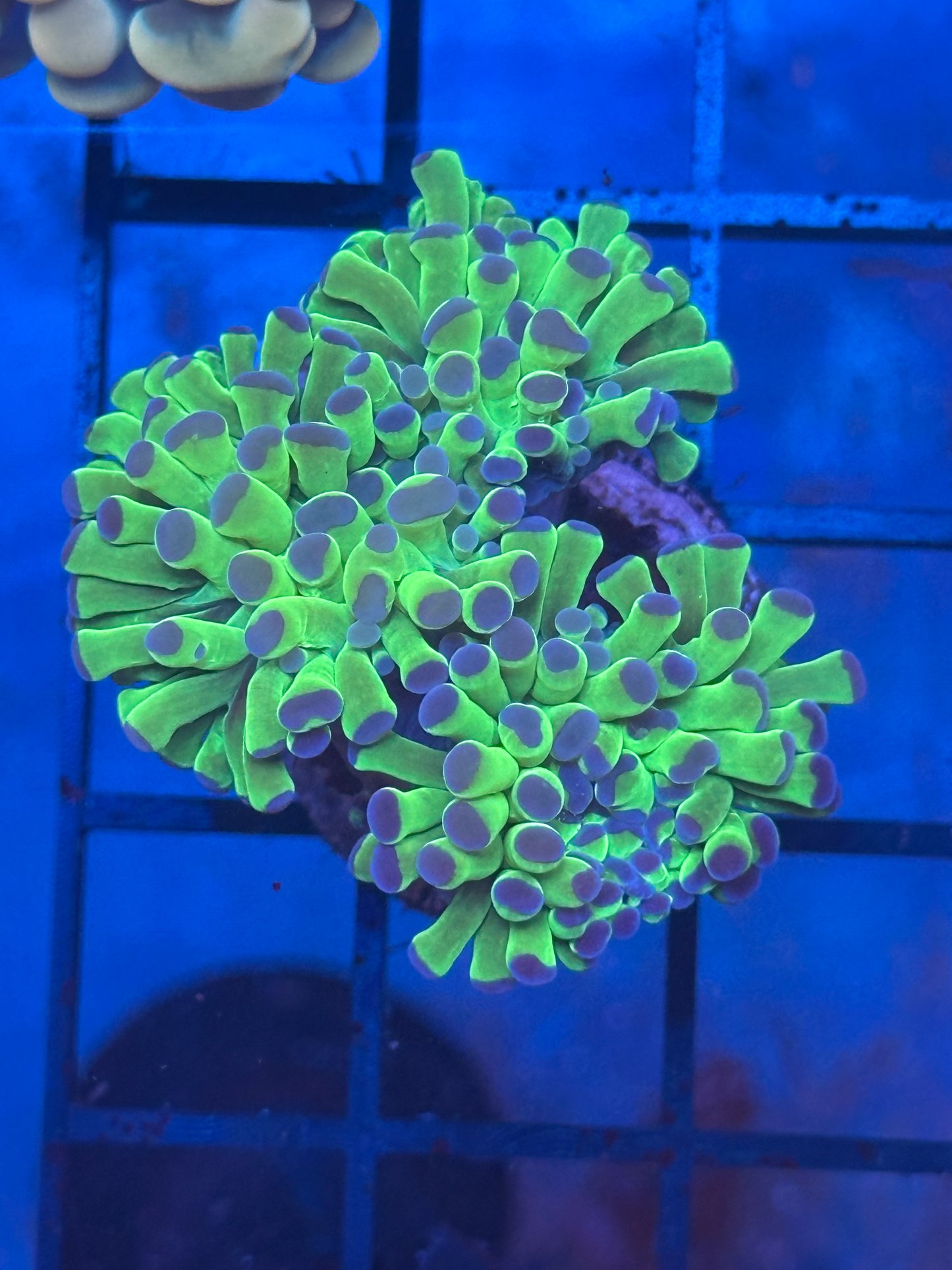 Purple and Green Hanmer (2 headed)