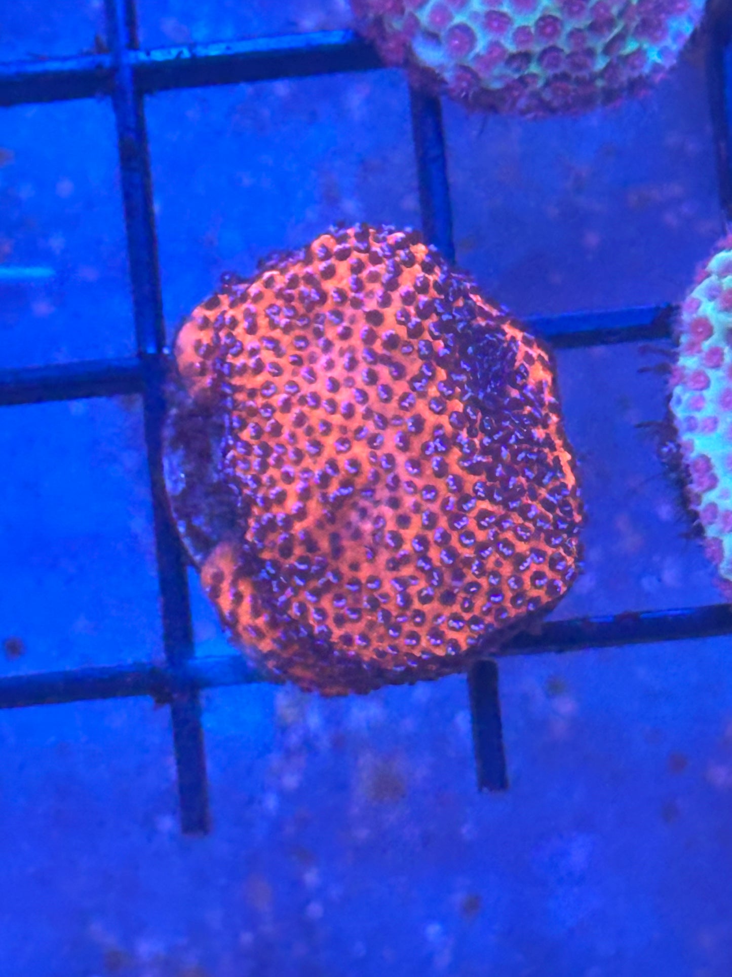 Superman Montipora