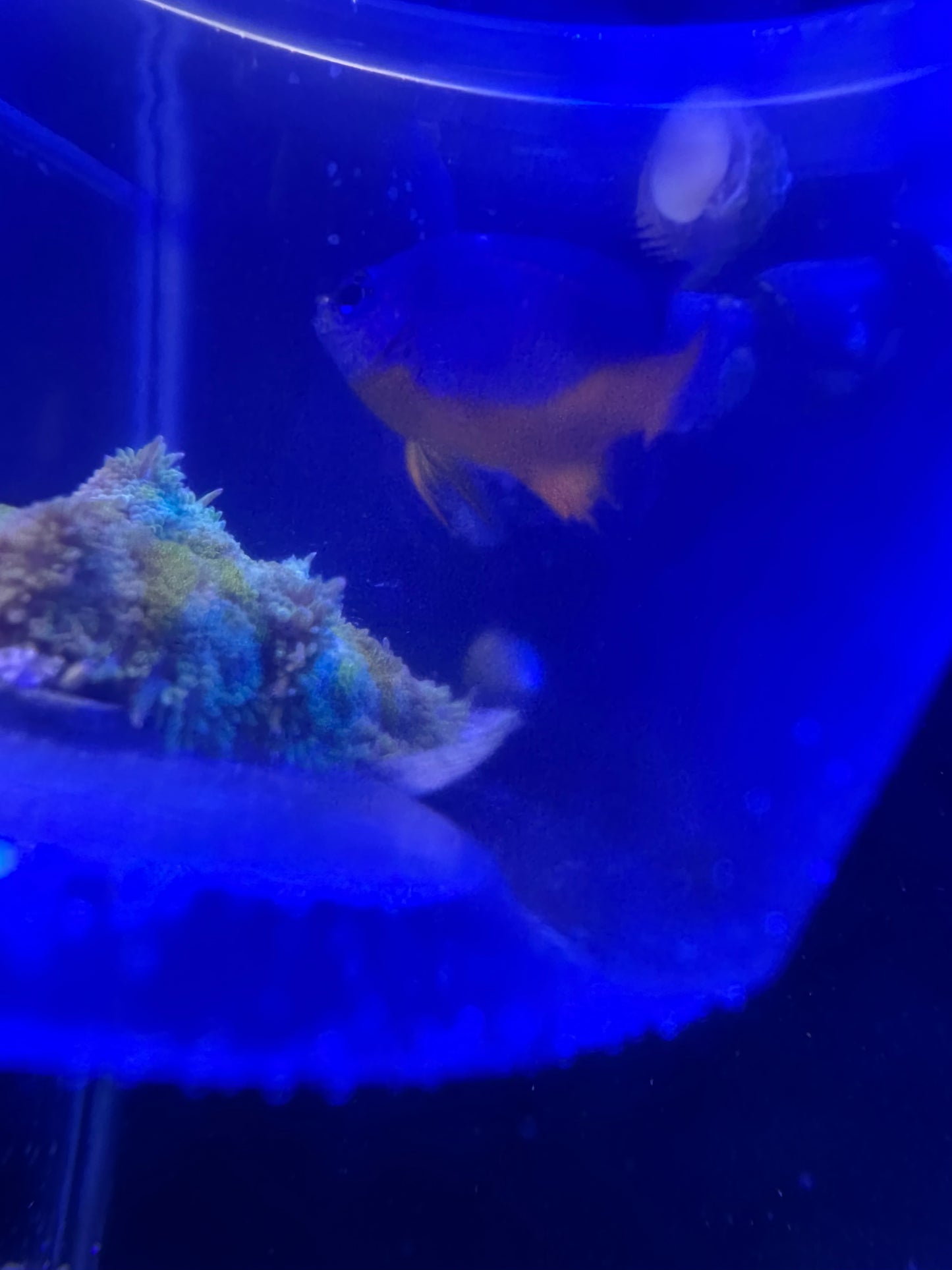 Azure Damselfish