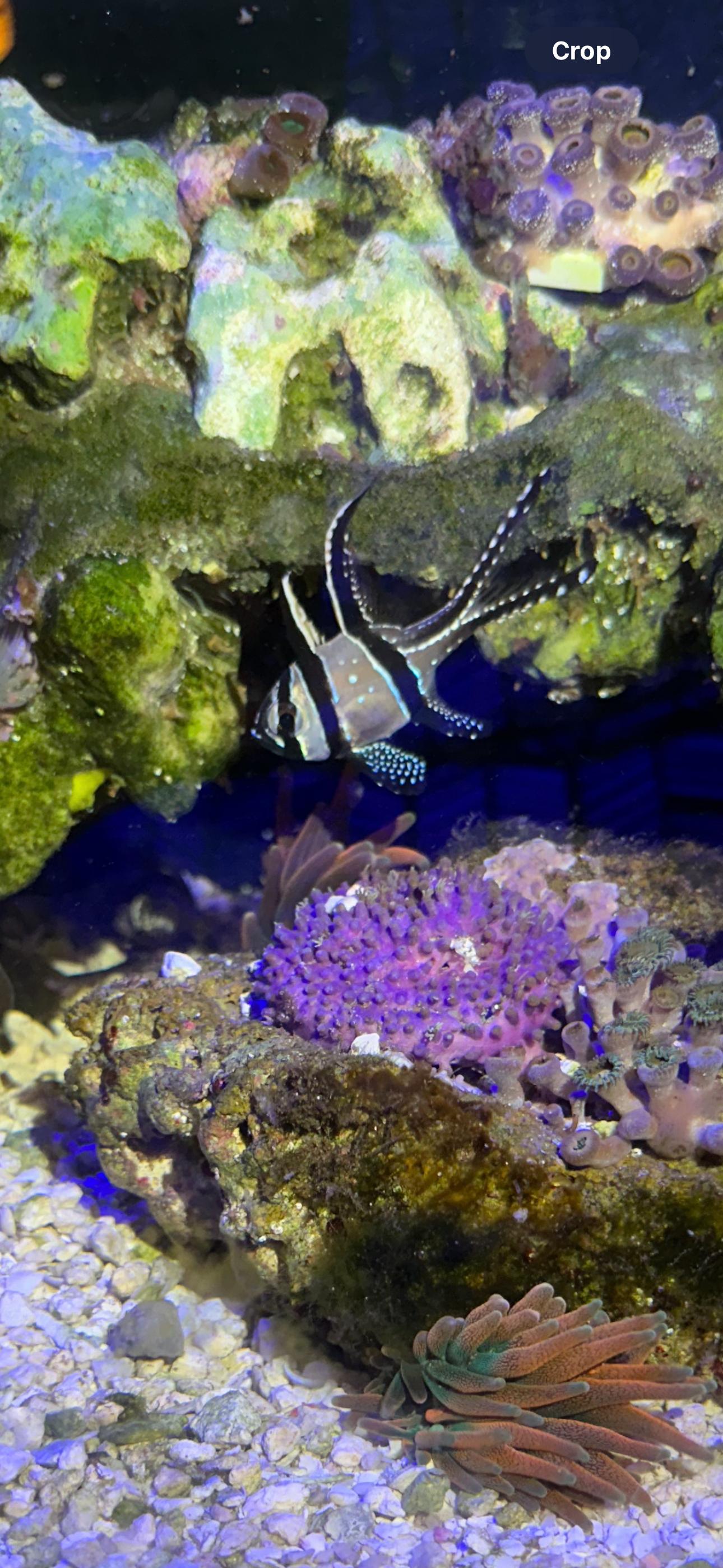 Banggai Cardinalfish