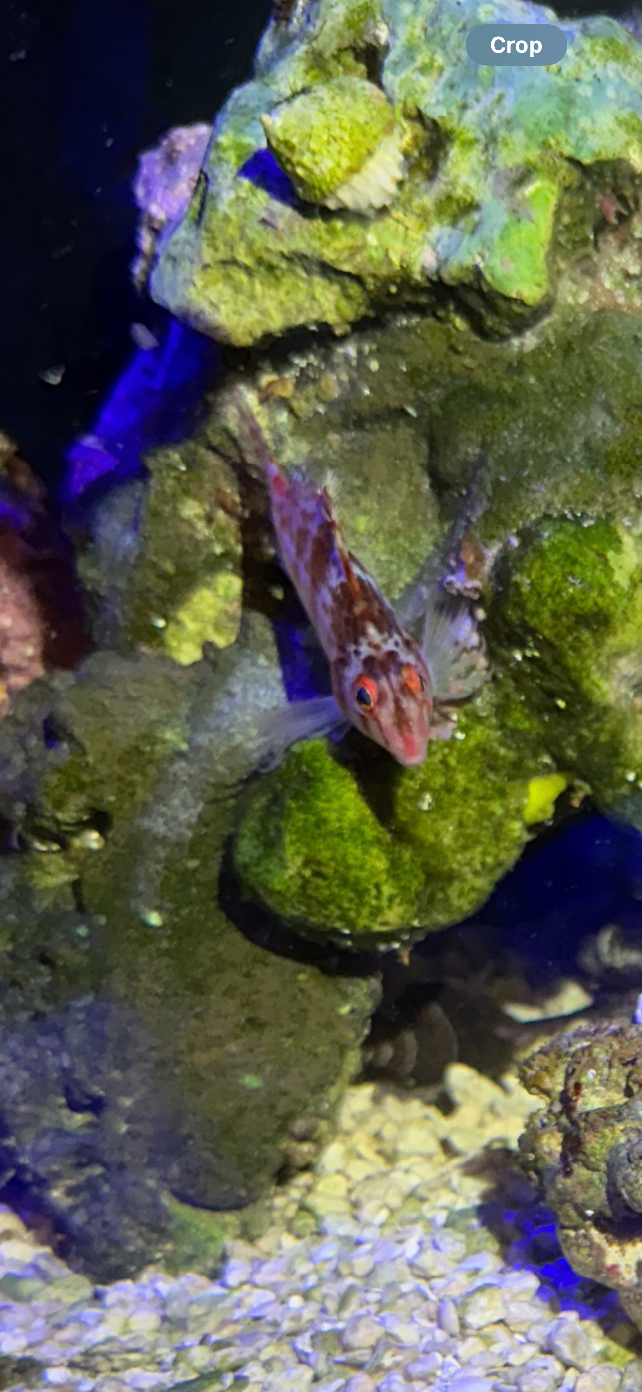 Geometric Pygmy Hawkfish