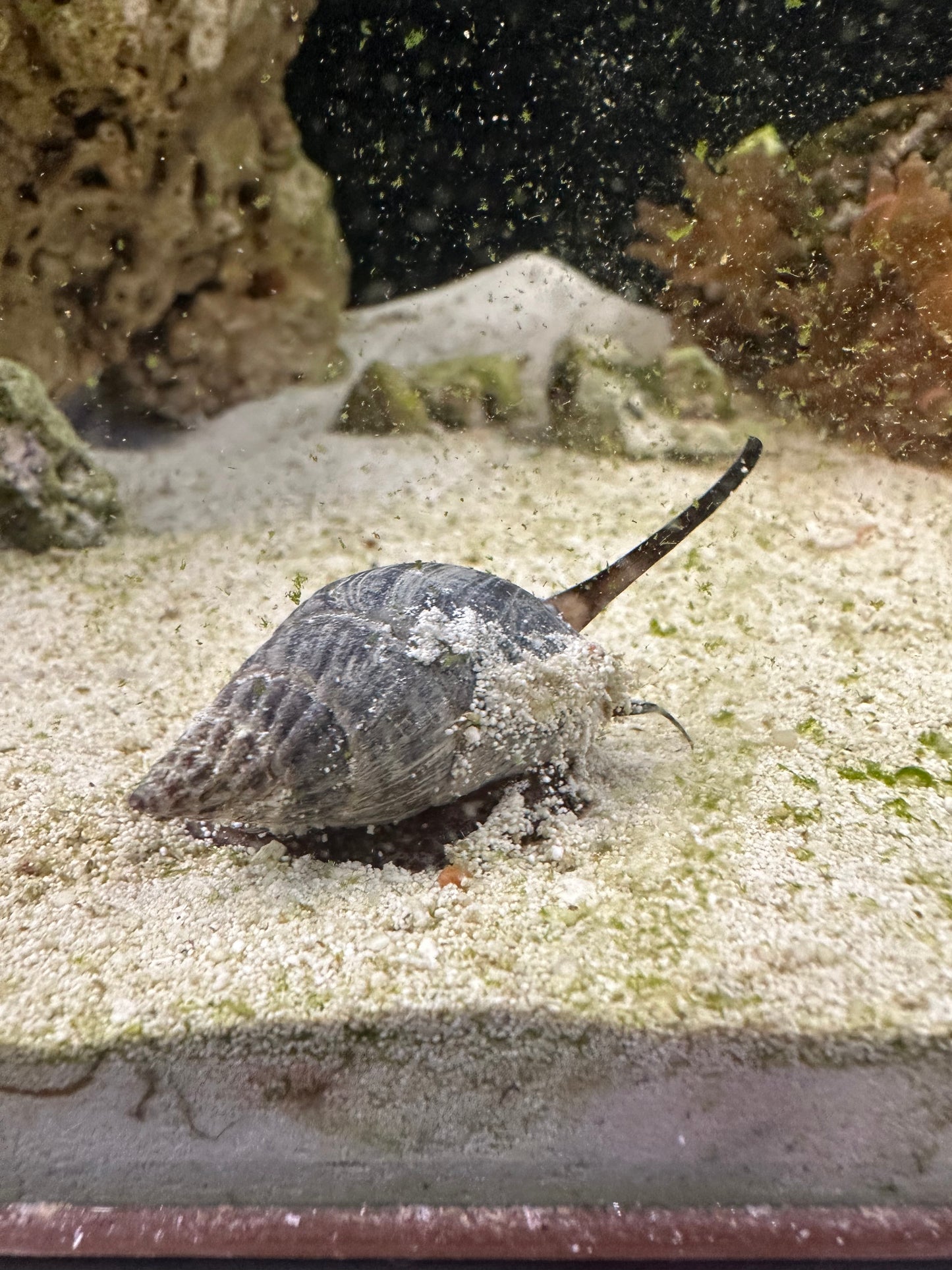 Nassarius Snail (Bulk)